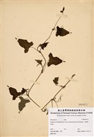 藏品(戟葉蓼)的圖片